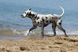 DALMATIEN 202